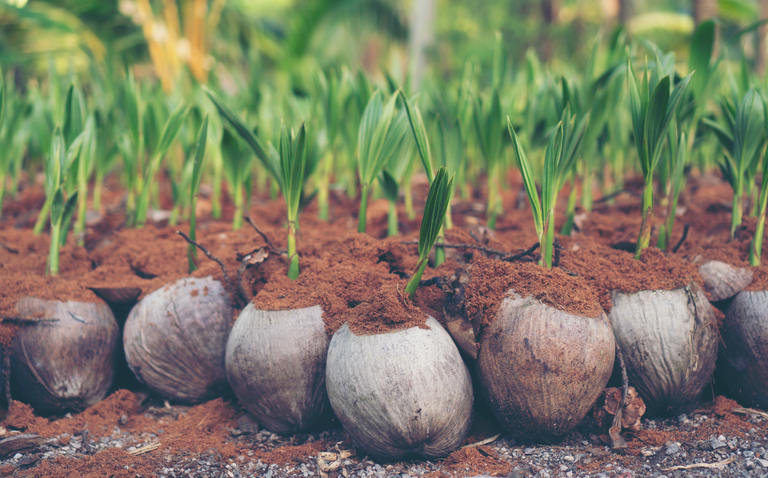 How to Care for Cocos Nucifera (Coconut Palm) as a Houseplant, coconut palm care, living house plants, bayview flowers, daisy ai, ai powered plant care