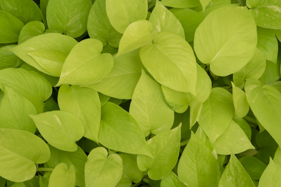 How to Care for Neon Pothos (Epipremnum aureum ‘Neon’), Neon pothos, living house plants, bayview flowers, daisy ai, ai powered plant care