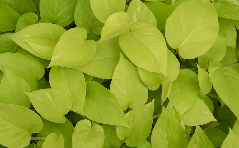 How to Care for Neon Pothos (Epipremnum aureum ‘Neon’), Neon pothos, living house plants, bayview flowers, daisy ai, ai powered plant care
