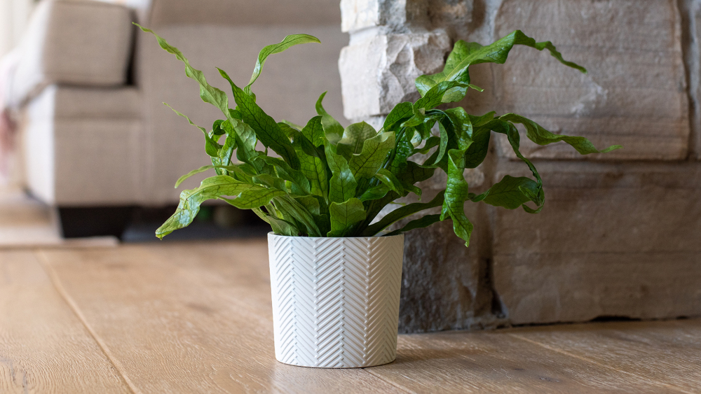 Crocodile Fern in Lunenburg Ceramic