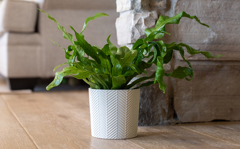 Crocodile Fern in Lunenburg Ceramic