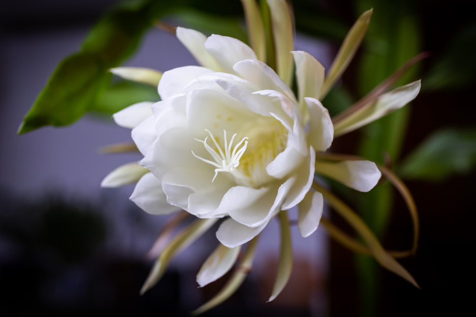 How to Care for the Queen of the Night Houseplant, living house plants, bayview flowers, daisy ai, ai powered plant care
