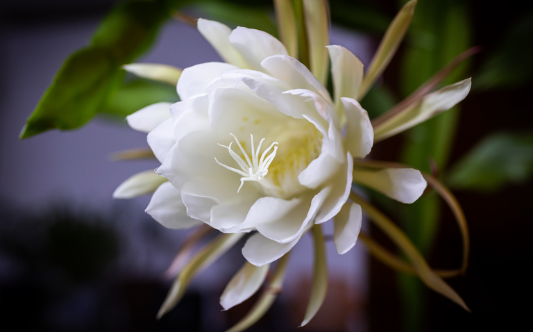 How to Care for the Queen of the Night Houseplant, living house plants, bayview flowers, daisy ai, ai powered plant care