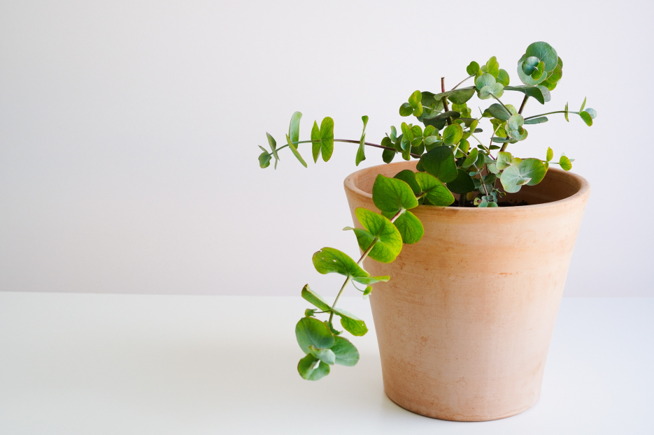 How to Care for Glacier Eucalyptus (Eucalyptus pulverulenta ‘Baby Blue’), living house plants, bayview flowers, daisy ai, ai powered plant care