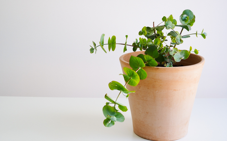 How to Care for Glacier Eucalyptus (Eucalyptus pulverulenta ‘Baby Blue’), living house plants, bayview flowers, daisy ai, ai powered plant care
