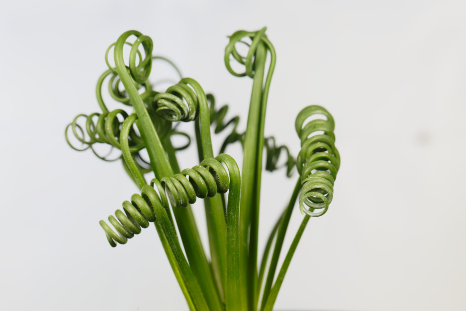 How to Care for the Frizzle Sizzle (Albuca spiralis), living house plants, bayview flowers, daisy ai, ai powered plant care