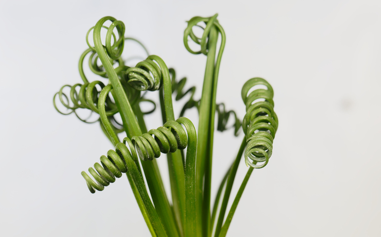How to Care for the Frizzle Sizzle (Albuca spiralis), living house plants, bayview flowers, daisy ai, ai powered plant care