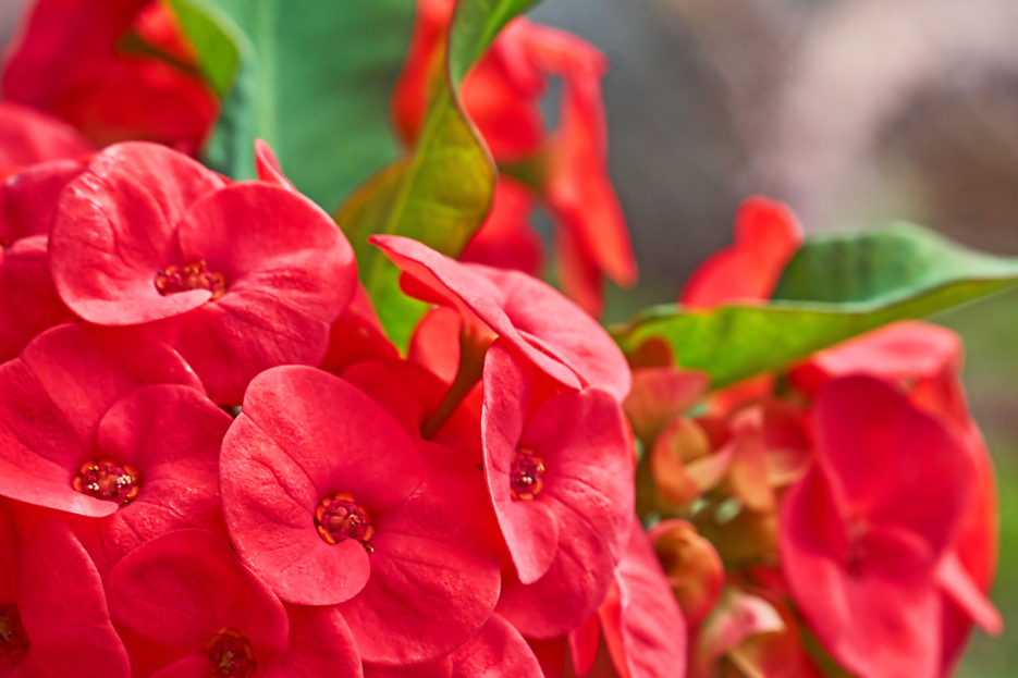 How to Care for a Crown of Thorns Plant, Euphorbia care, living house plants, bayview flowers, daisy ai, ai powered plant care 