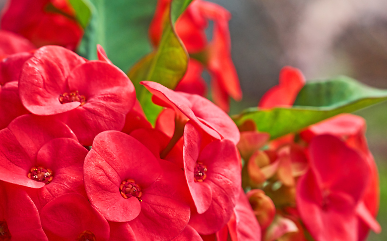How to Care for a Crown of Thorns Plant, Euphorbia care, living house plants, bayview flowers, daisy ai, ai powered plant care 