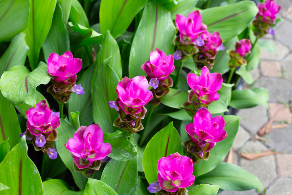 How to Care for a Curcuma Plant, living house plants, bayview flowers, daisy ai, ai powered plant care