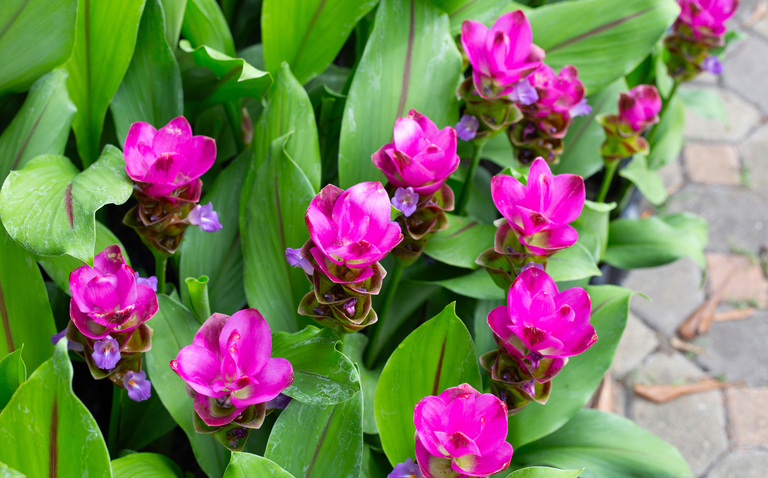 How to Care for a Curcuma Plant, living house plants, bayview flowers, daisy ai, ai powered plant care