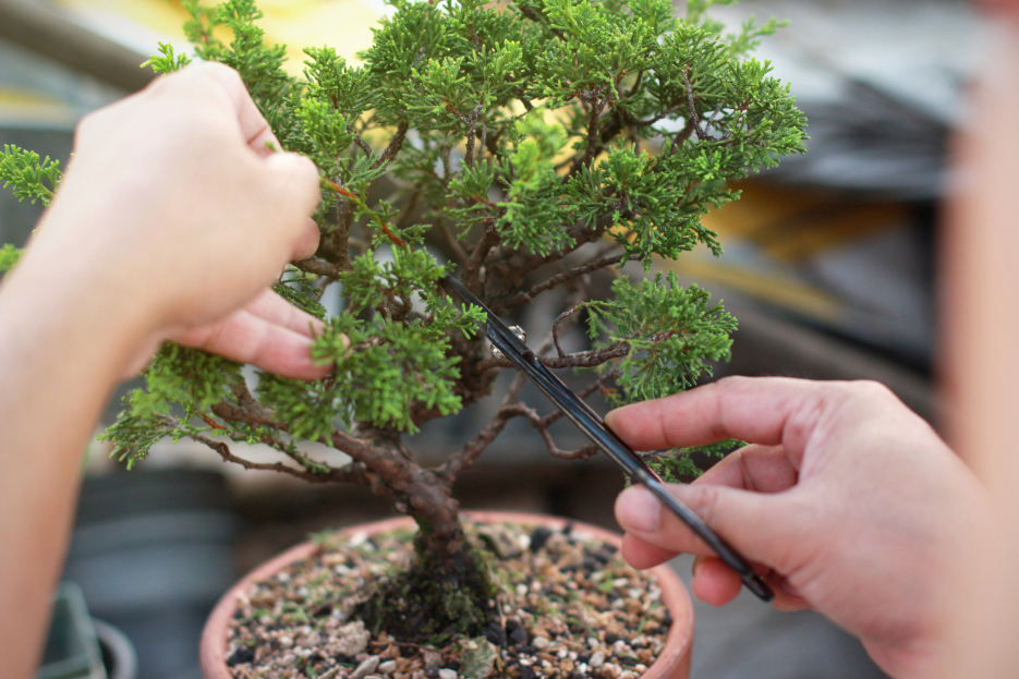 How to Care for a Juniper Bonsai, living house plants, bayview flowers, daisy ai, ai powered plant care