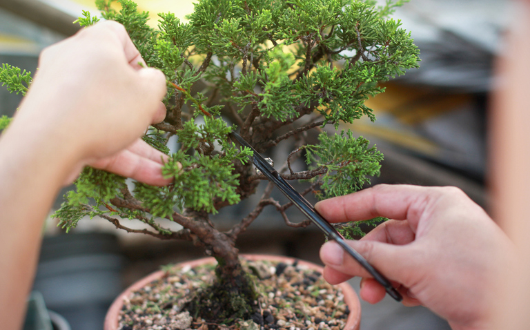 How to Care for a Juniper Bonsai, living house plants, bayview flowers, daisy ai, ai powered plant care