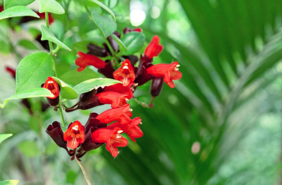 How to Care for the Lipstick Plant (Aeschynanthus radicans), living house plants, bayview flowers, daisy ai, ai powered plant care