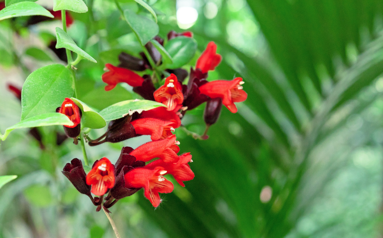 How to Care for the Lipstick Plant (Aeschynanthus radicans), living house plants, bayview flowers, daisy ai, ai powered plant care