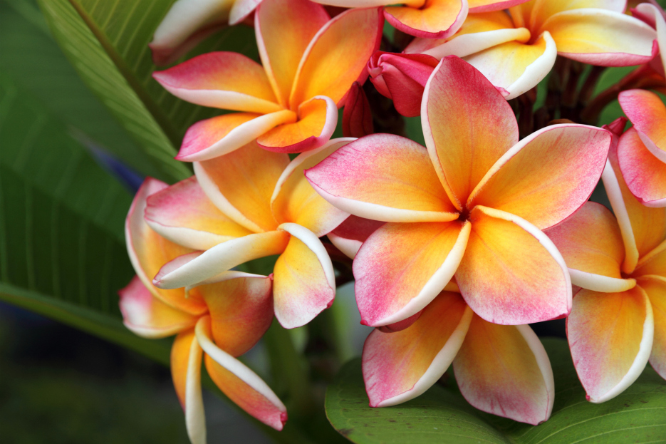 How to Care for Plumeria, Plumeria care, living house plants, bayview flowers, daisy ai, ai powered plant care