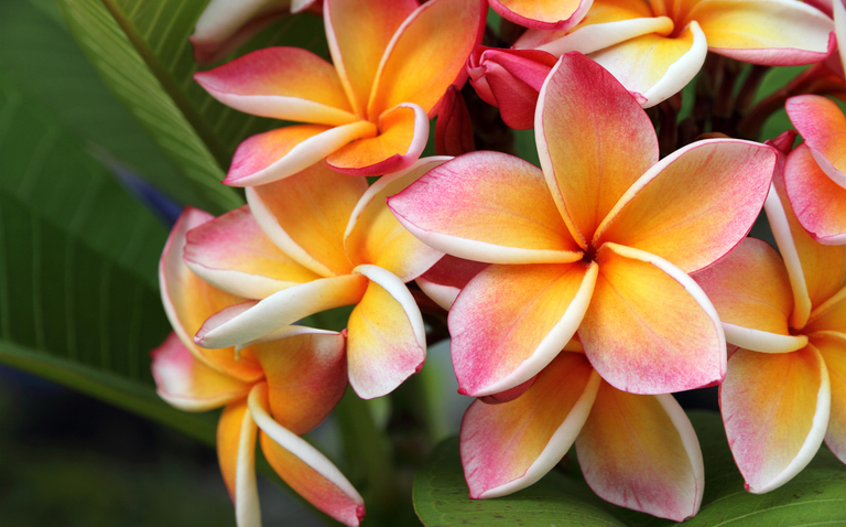 How to Care for Plumeria, Plumeria care, living house plants, bayview flowers, daisy ai, ai powered plant care