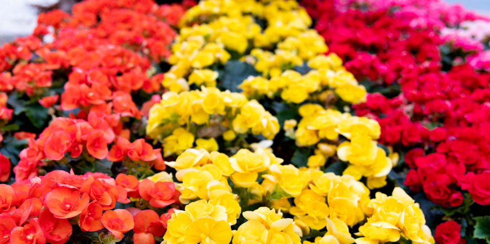  How to Care for Rieger Begonias, living house plants, bayview flowers, daisy ai, ai powered plant care