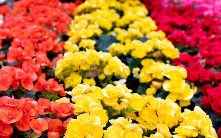  How to Care for Rieger Begonias, living house plants, bayview flowers, daisy ai, ai powered plant care