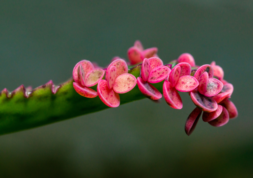 How to Care for Kalanchoe 'Pink Butterflies', living house plants, bayview flowers, daisy ai, ai powered plant care