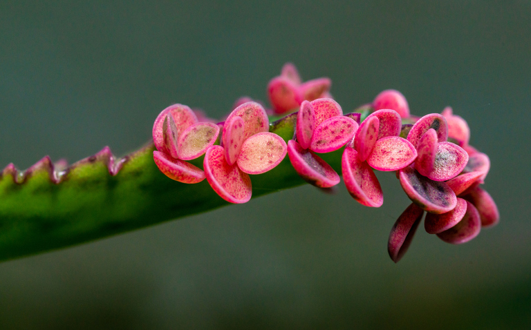 How to Care for Kalanchoe 'Pink Butterflies', living house plants, bayview flowers, daisy ai, ai powered plant care