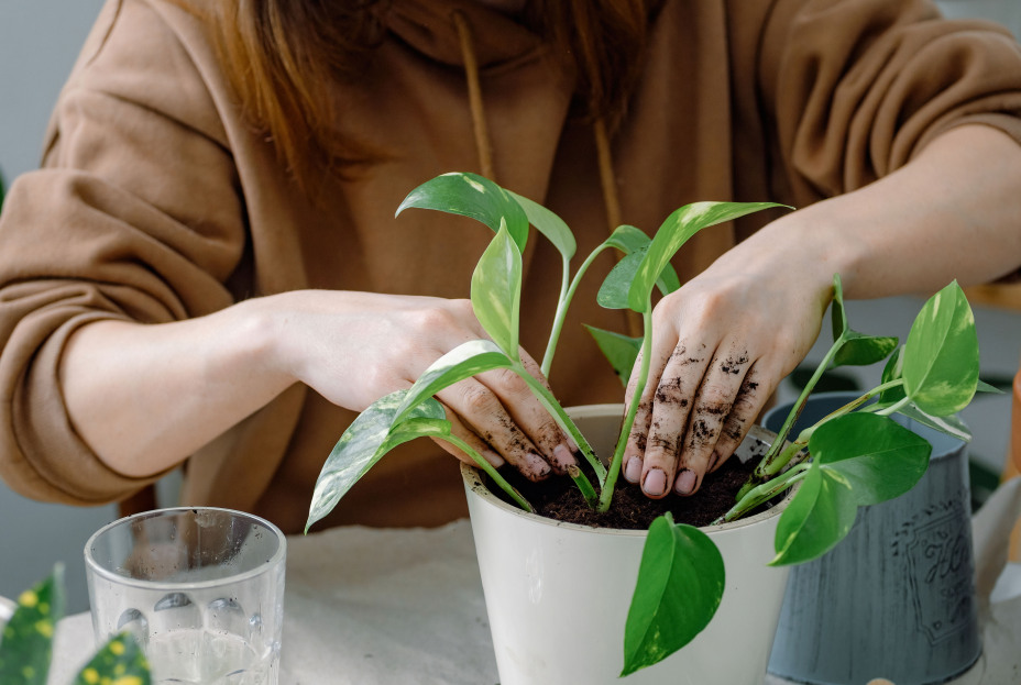 Beginner Houseplant Care Guide