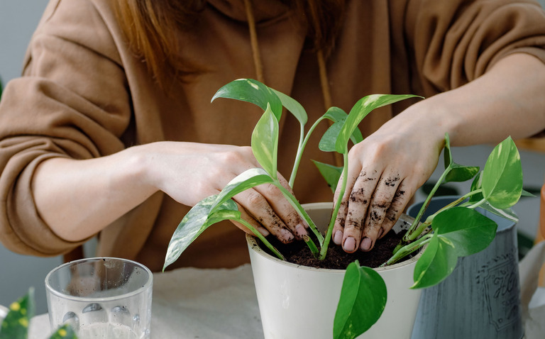 Beginner Houseplant Care Guide