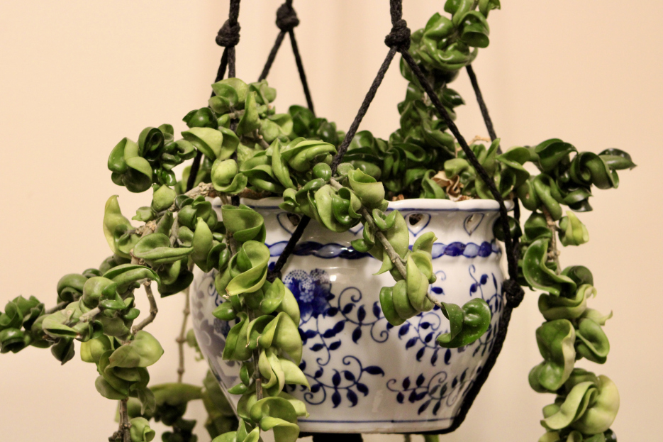 How to Care for Hoya 'Compacta', living house plants, bayview flowers, daisy ai, ai powered plant care