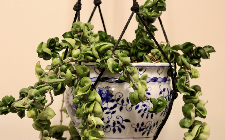 How to Care for Hoya 'Compacta', living house plants, bayview flowers, daisy ai, ai powered plant care