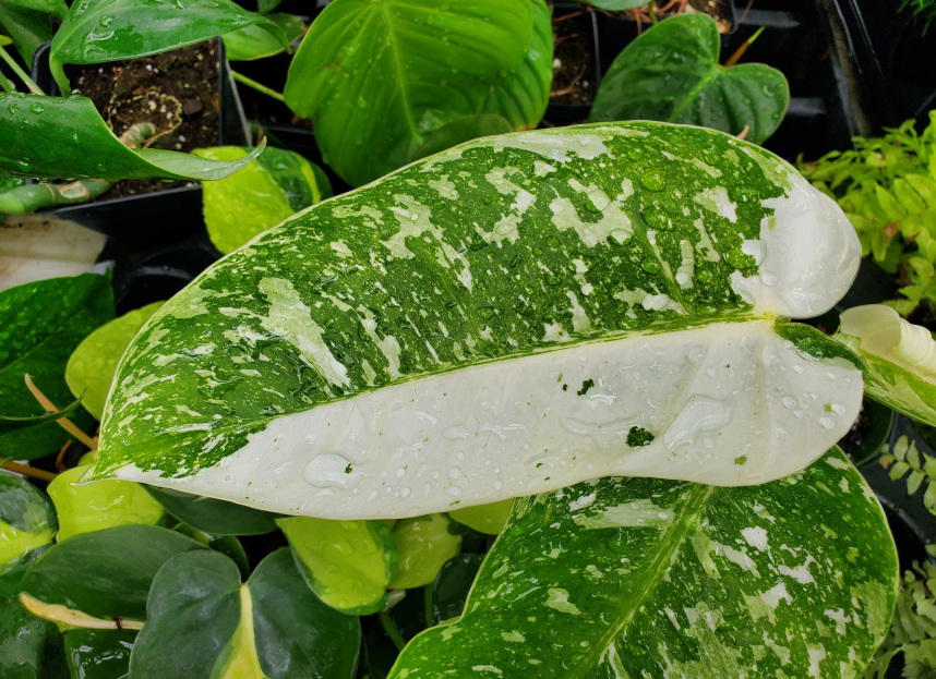 How to Care for Philodendron 'Jose Buono', living house plants, bayview flowers, daisy ai, ai powered plant care