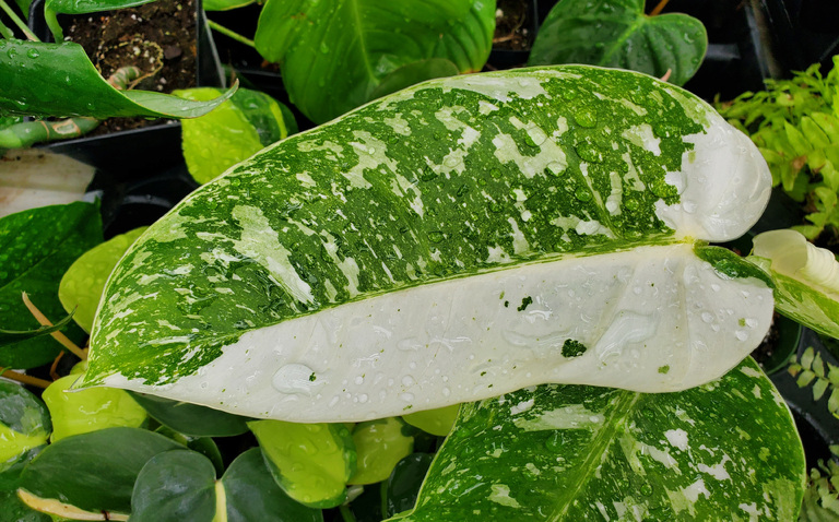 How to Care for Philodendron 'Jose Buono', living house plants, bayview flowers, daisy ai, ai powered plant care