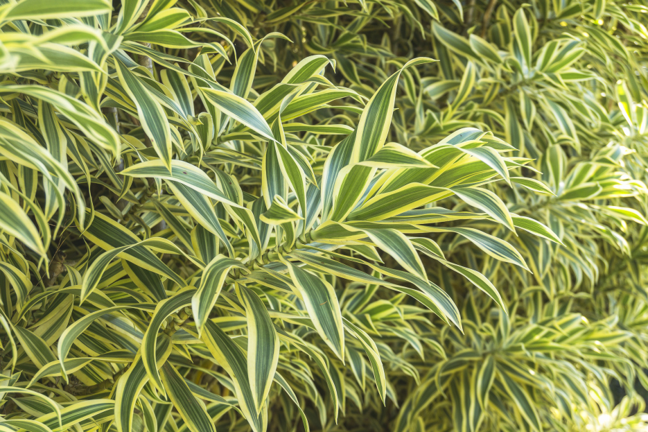 How to Care for Dracaena reflexa, living house plants, bayview flowers, daisy ai, ai powered plant care