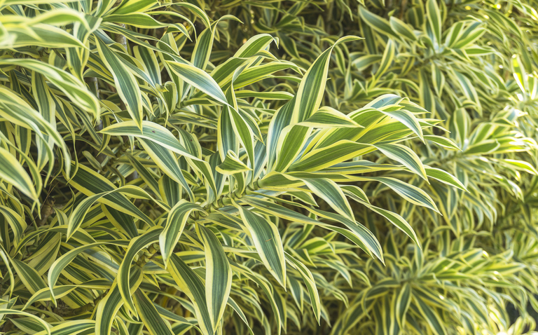 How to Care for Dracaena reflexa, living house plants, bayview flowers, daisy ai, ai powered plant care