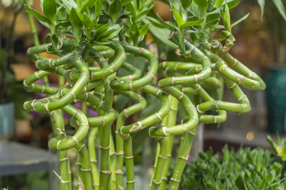 How to Care for Dracaena sanderiana (Lucky Bamboo), lucky bamboo care, living house plants, bayview flowers, daisy ai, ai powered plant care