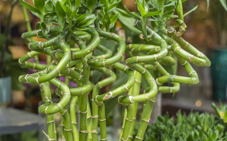 How to Care for Dracaena sanderiana (Lucky Bamboo), lucky bamboo care, living house plants, bayview flowers, daisy ai, ai powered plant care