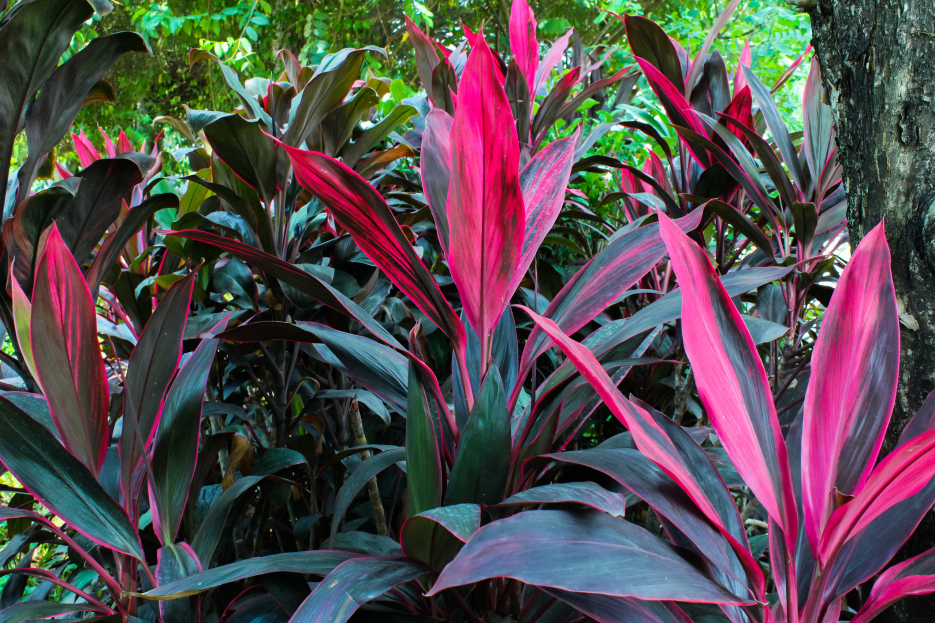 How to Care for Cordyline fruticosa (Ti Plant), ti plant care, living house plants, bayview flowers, daisy ai, ai powered plant care