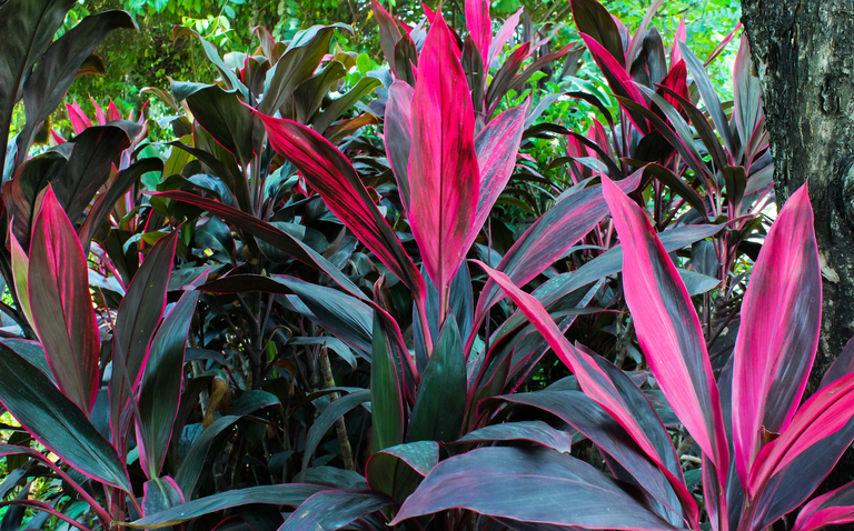 How to Care for Cordyline fruticosa (Ti Plant), ti plant care, living house plants, bayview flowers, daisy ai, ai powered plant care