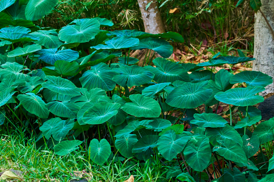 How to Care for Colocasia, living house plants, bayview flowers, daisy ai, ai powered plant care