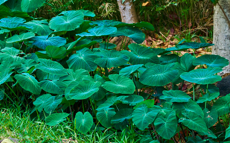 How to Care for Colocasia, living house plants, bayview flowers, daisy ai, ai powered plant care