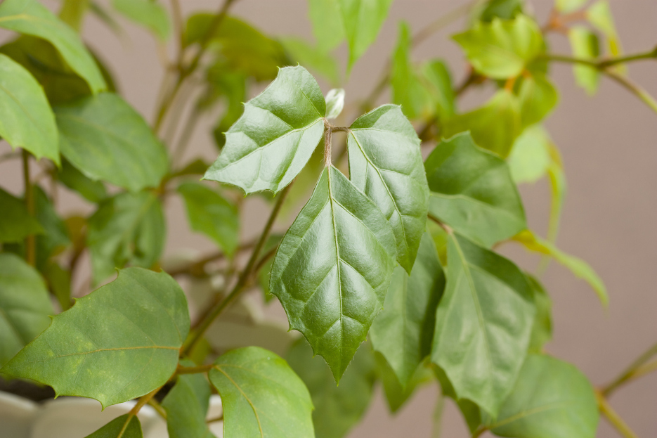 How to Care for Cissus rhombifolia (Grape Ivy), Grape Ivy plant care, living house plants, bayview flowers, daisy ai, ai powered plant care
