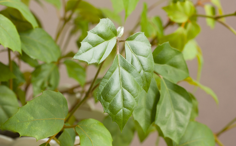 How to Care for Cissus rhombifolia (Grape Ivy), Grape Ivy plant care, living house plants, bayview flowers, daisy ai, ai powered plant care