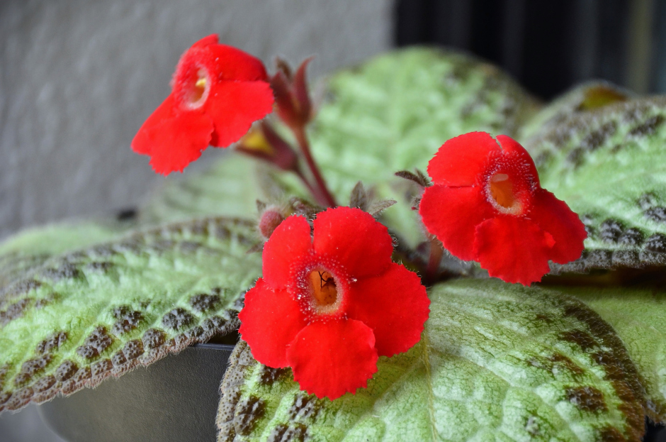 How to Care for Episcia spp. (Flame Violets), flame violet, living house plants, bayview flowers, daisy ai, ai powered plant care