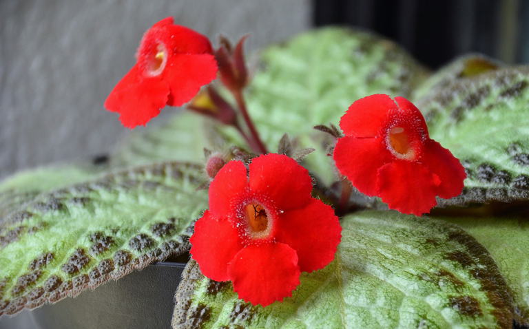 How to Care for Episcia spp. (Flame Violets), flame violet, living house plants, bayview flowers, daisy ai, ai powered plant care