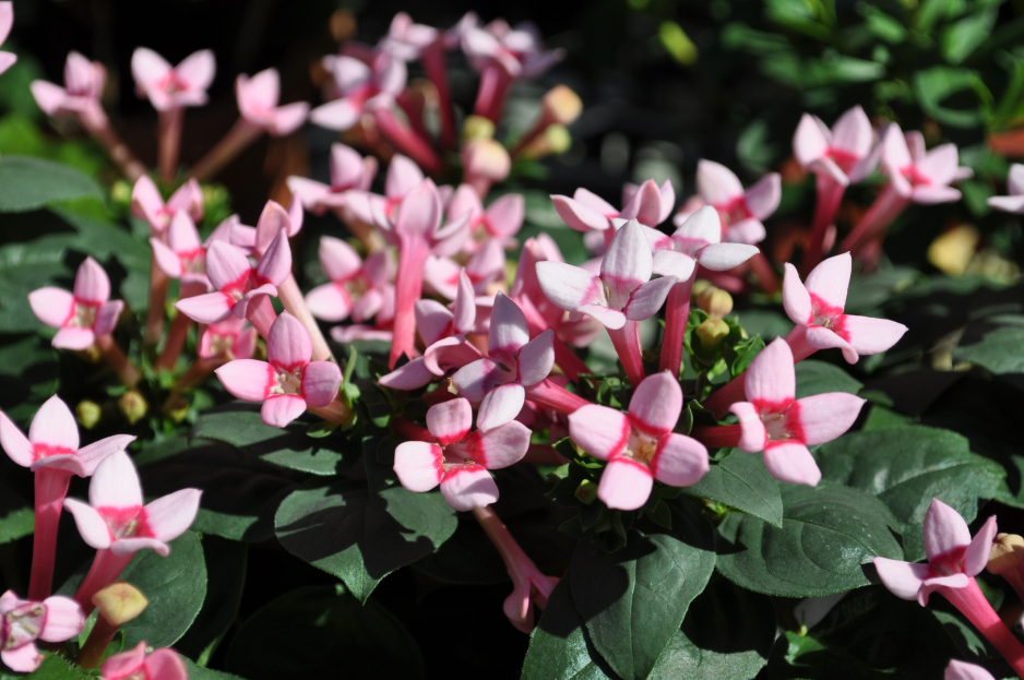 How to Care for Bouvardia: A Guide to Keeping This Blooming Beauty Thriving, bourvardia, living house plants, bayview flowers, daisy ai, ai powered plant care