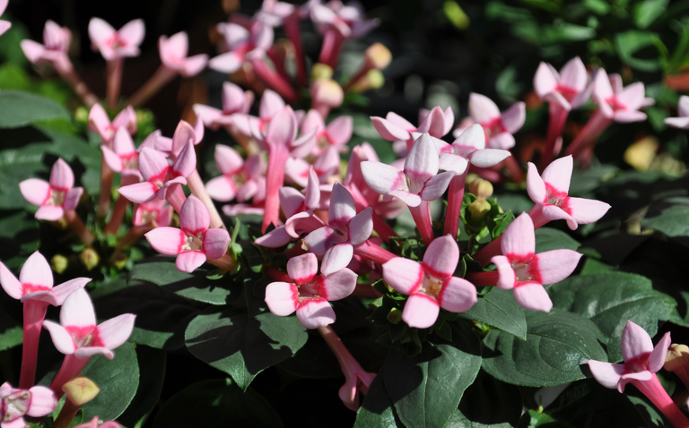How to Care for Bouvardia: A Guide to Keeping This Blooming Beauty Thriving, bourvardia, living house plants, bayview flowers, daisy ai, ai powered plant care