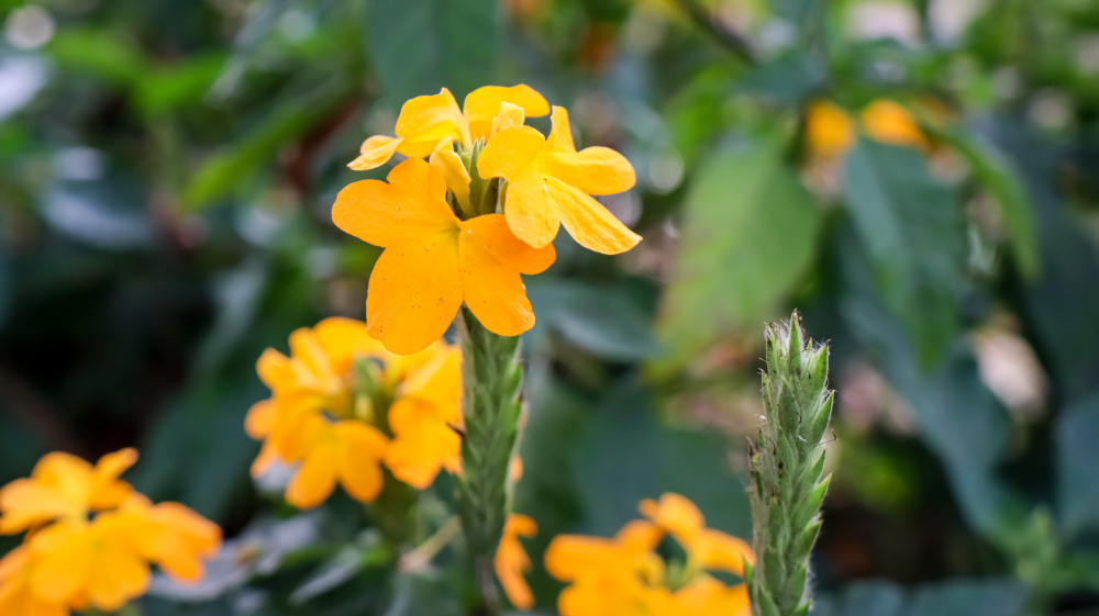 How to Care for Crossandra infundibuliformis - Firecracker plant, Crossandra care, living house plants, bayview flowers, daisy ai, ai powered plant care