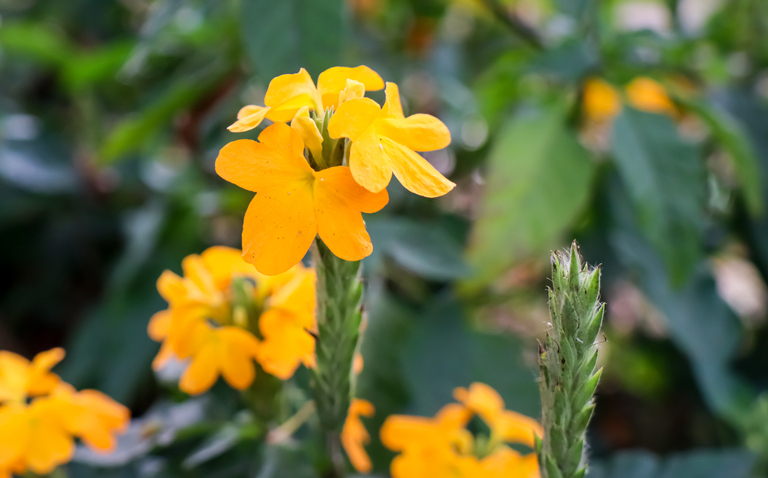 How to Care for Crossandra infundibuliformis - Firecracker plant, Crossandra care, living house plants, bayview flowers, daisy ai, ai powered plant care