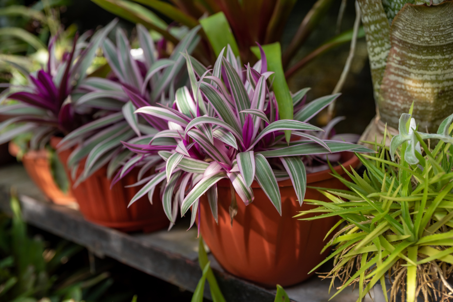 How to Care for Tradescantia spathacea: A Colorful, Low-Maintenance Beauty, transcantia, living house plants, bayview flowers, daisy ai, ai powered plant care