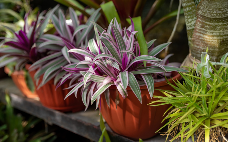 How to Care for Tradescantia spathacea: A Colorful, Low-Maintenance Beauty, transcantia, living house plants, bayview flowers, daisy ai, ai powered plant care