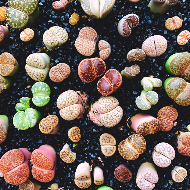 How to Care for Lithops spp (Living Stones), living house plants, bayview flowers, daisy ai, ai powered plant care